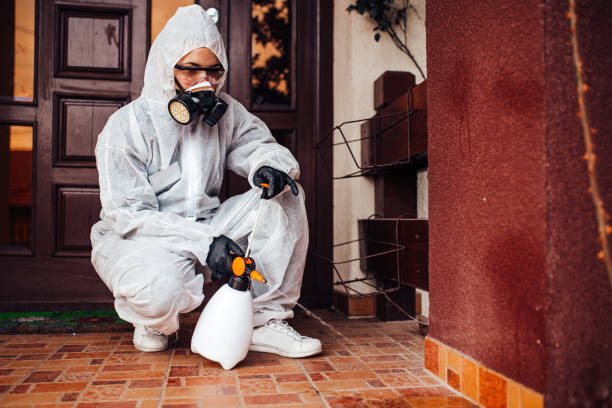 Attic and Crawl Space Rodent Treatment in West Lealman