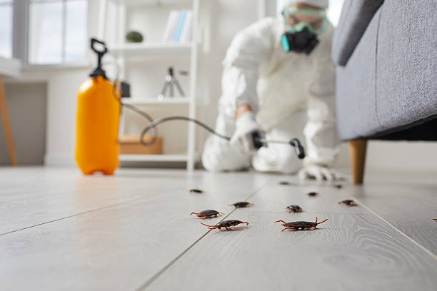 Commercial Rodent Management in West Lealman